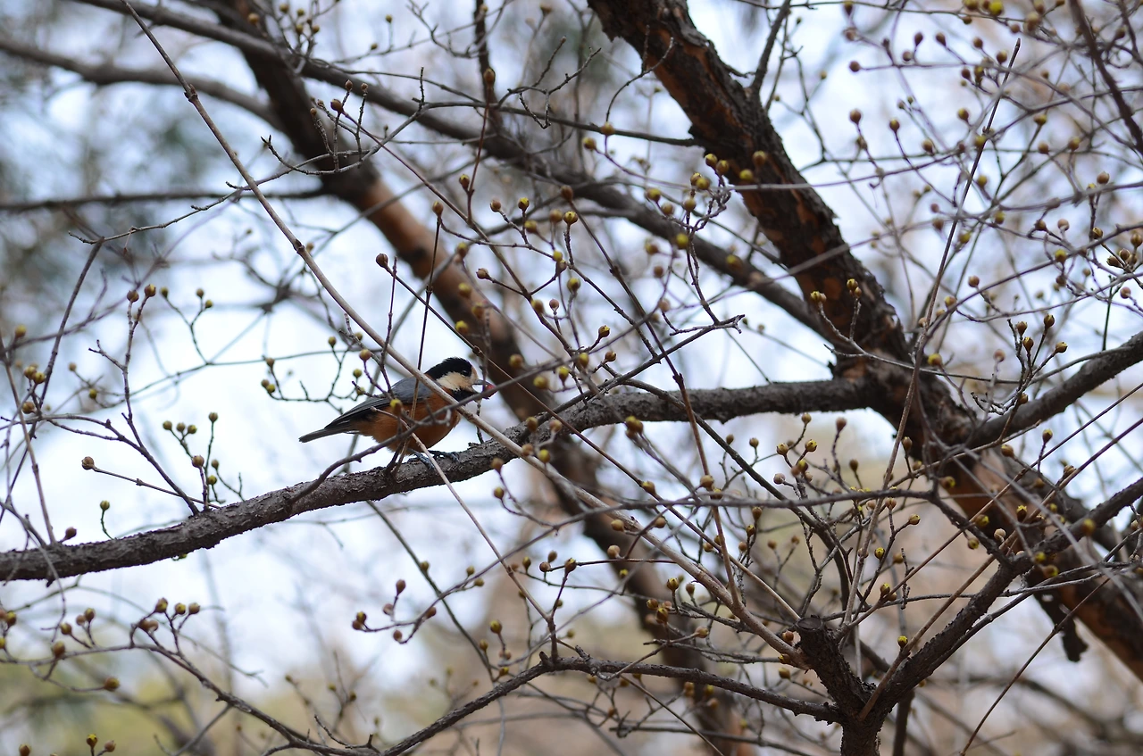 곤줄박이 (3).JPG