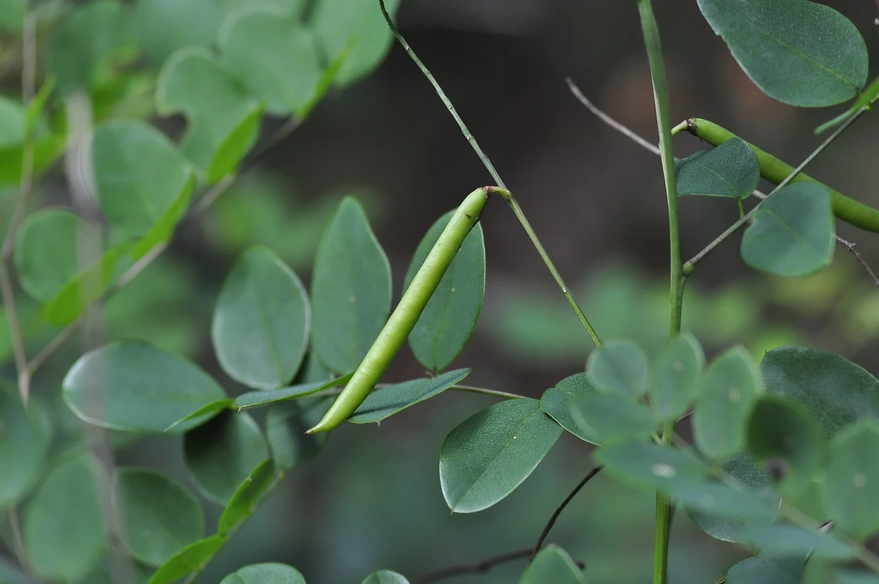 땅비싸리 (4).JPG