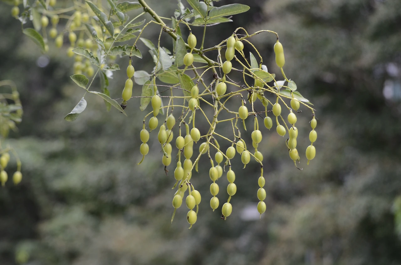 회화나무 (8).JPG