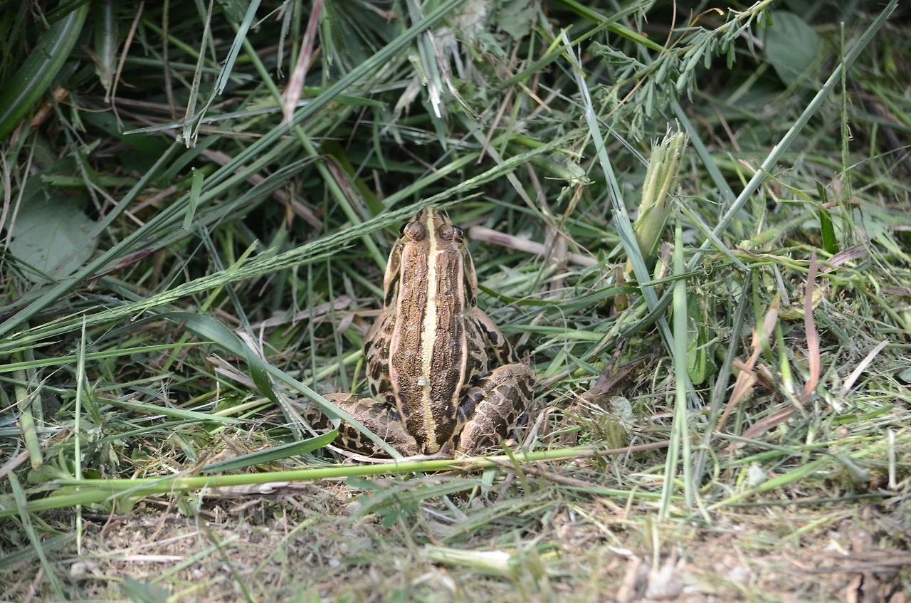 참개구리 (4).JPG