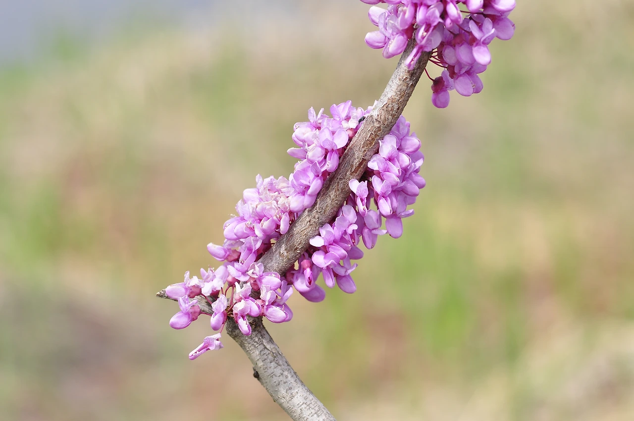 박태기나무 (3).JPG