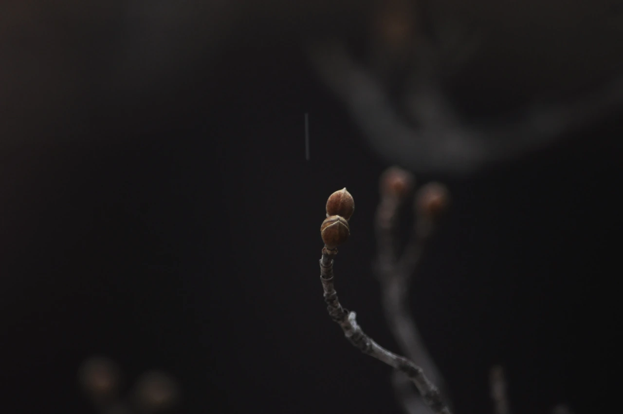 산수유(겨울눈) (2).JPG