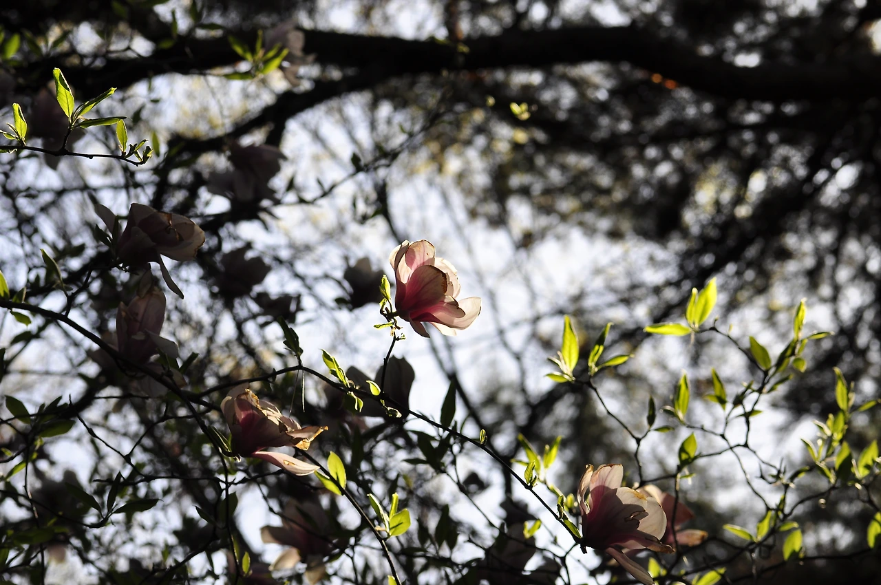 자주목련 (2).JPG