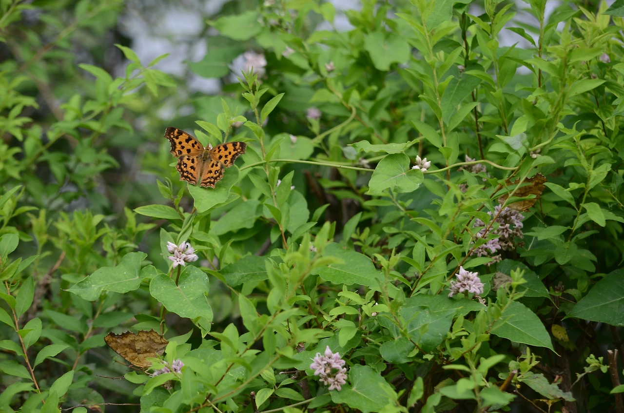 박주가리와 네발나비.JPG
