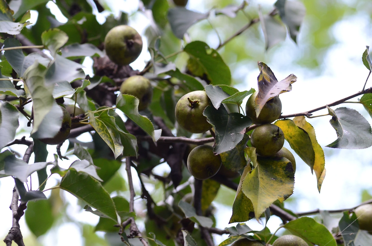 문배나무 (2).JPG