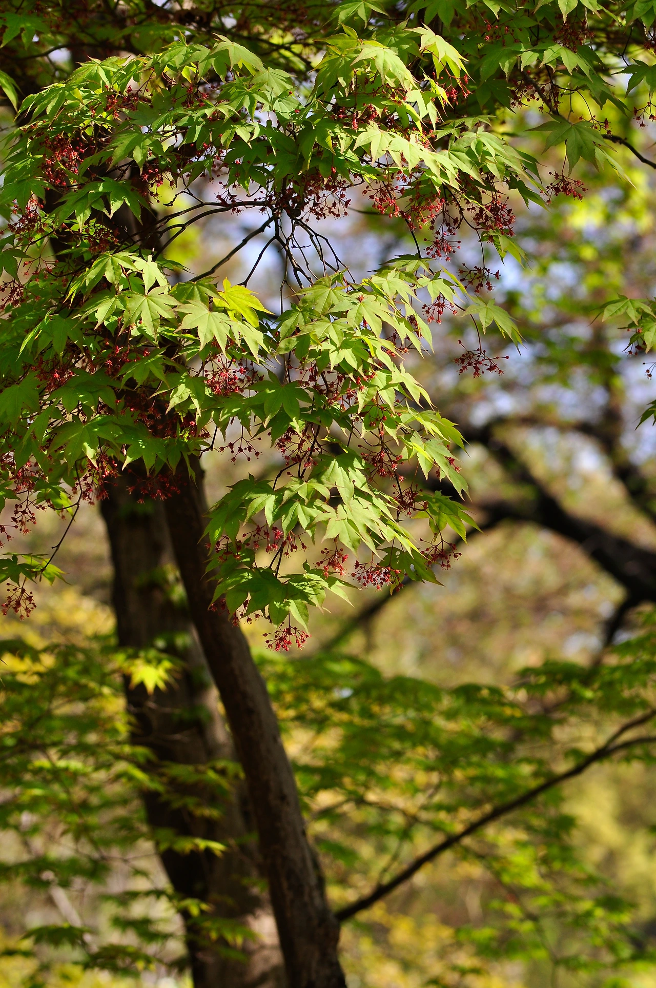 단풍나무 (4).JPG