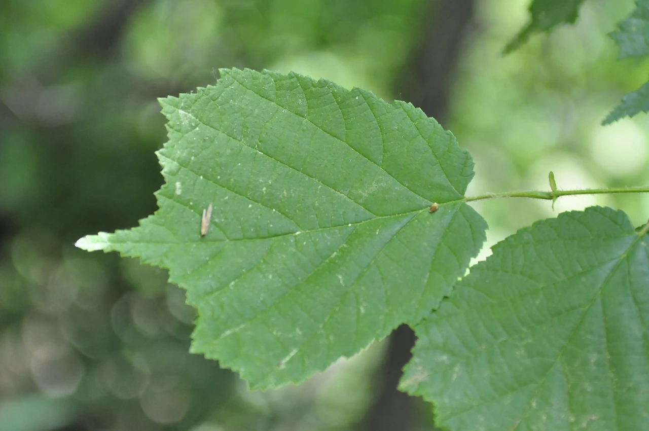 개암나무 (4).JPG