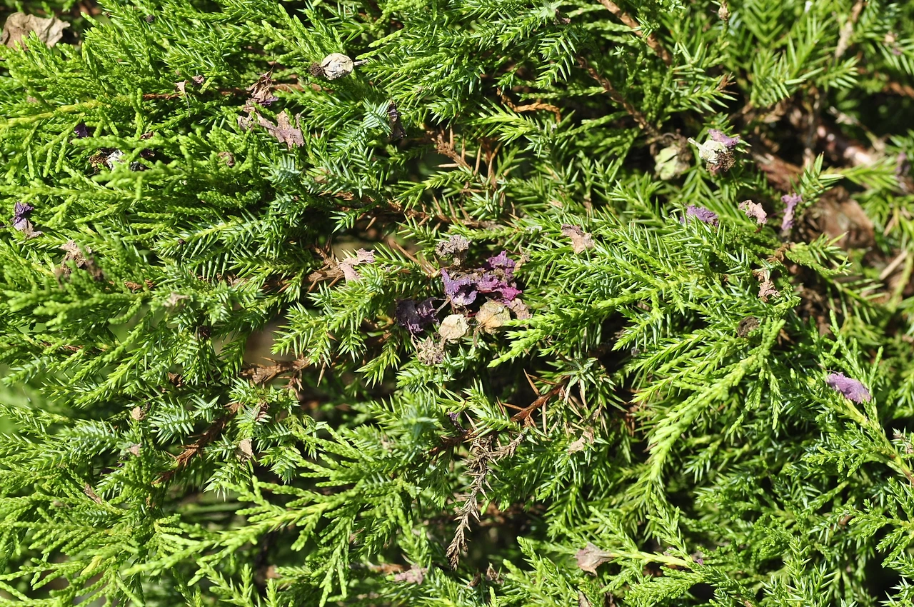 눈향나무 (3).JPG