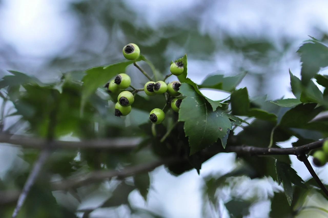 미국산사나무 (4).JPG