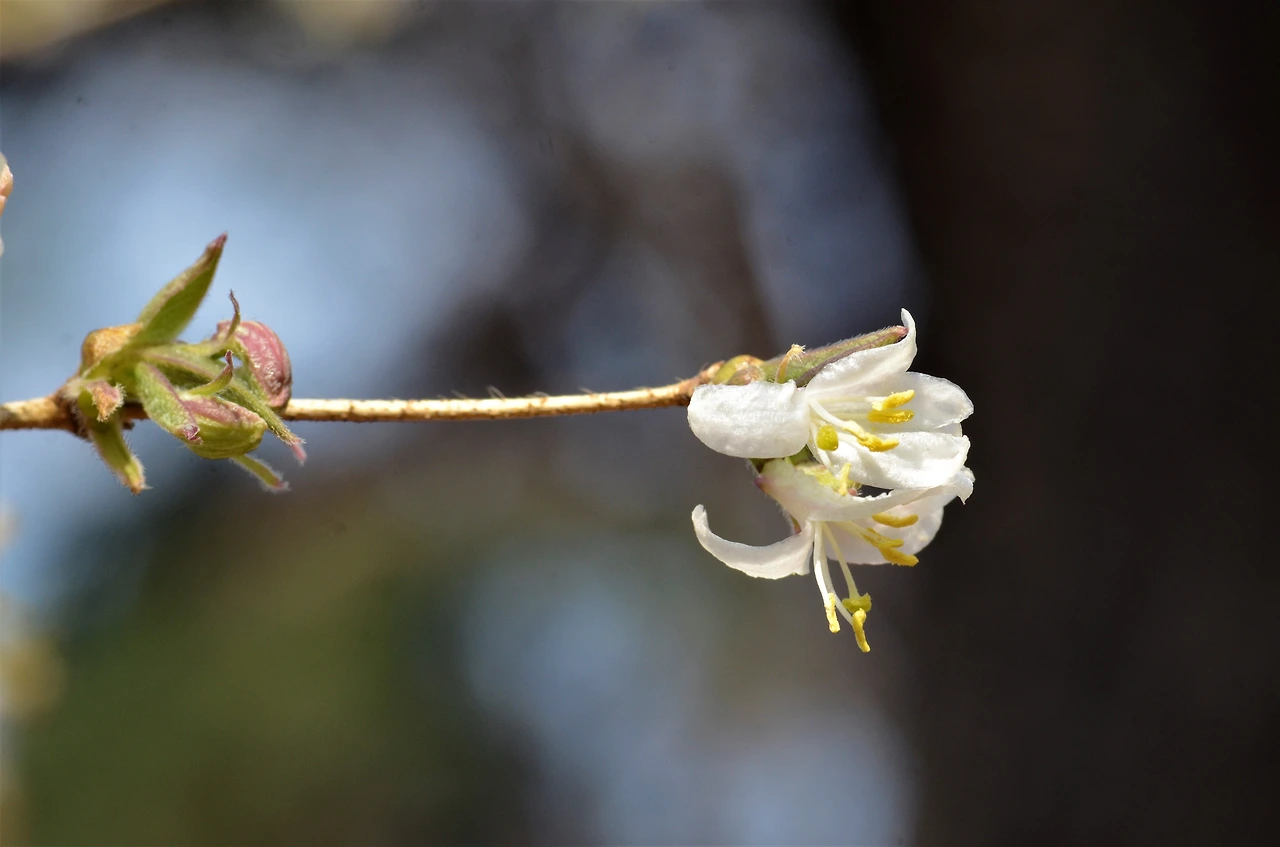 산괴불나무 (4).JPG