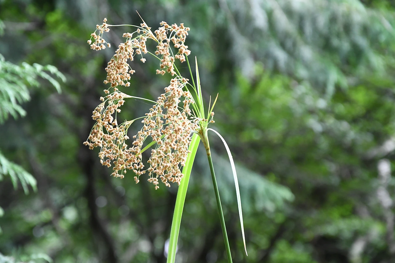 도루박이 (2).JPG