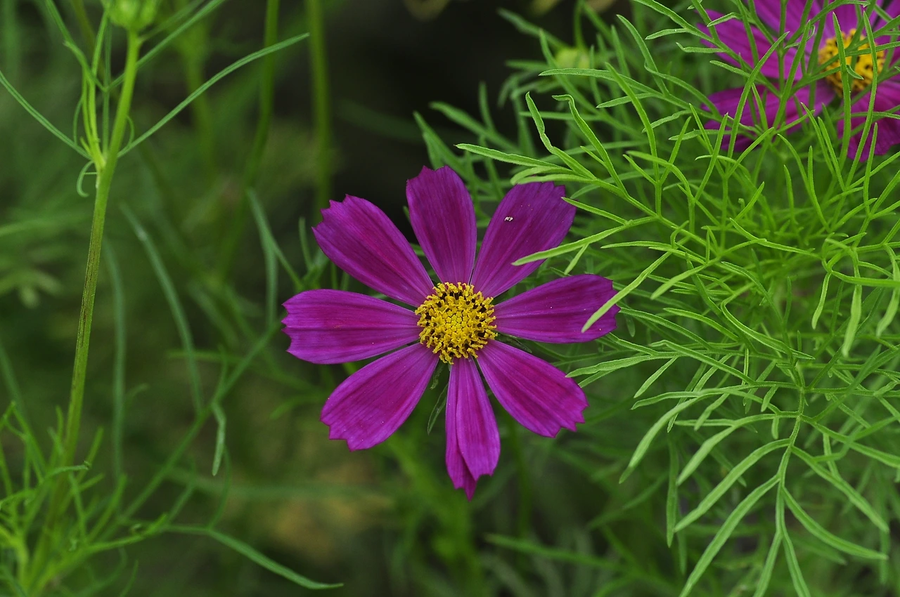 코스모스 (4).JPG