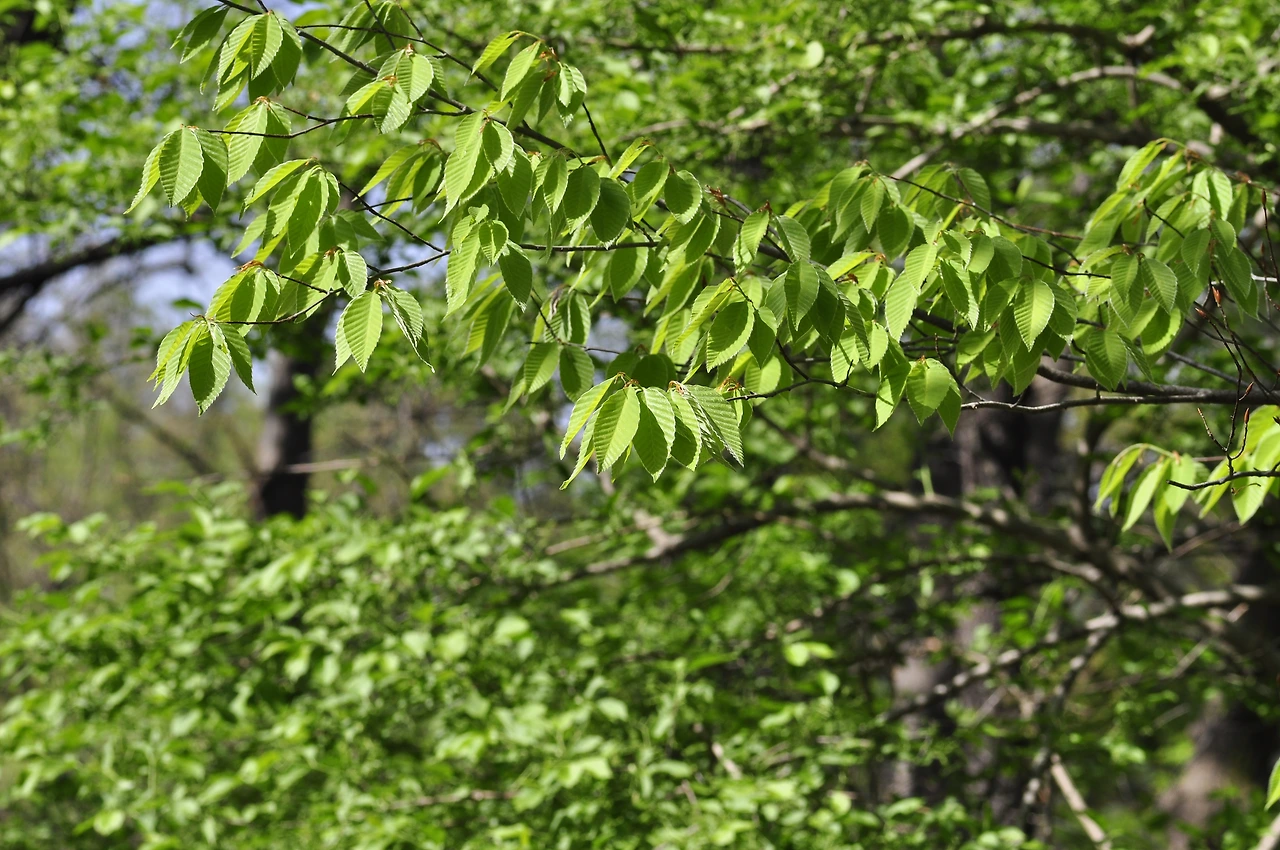 너도밤나무 (4).JPG