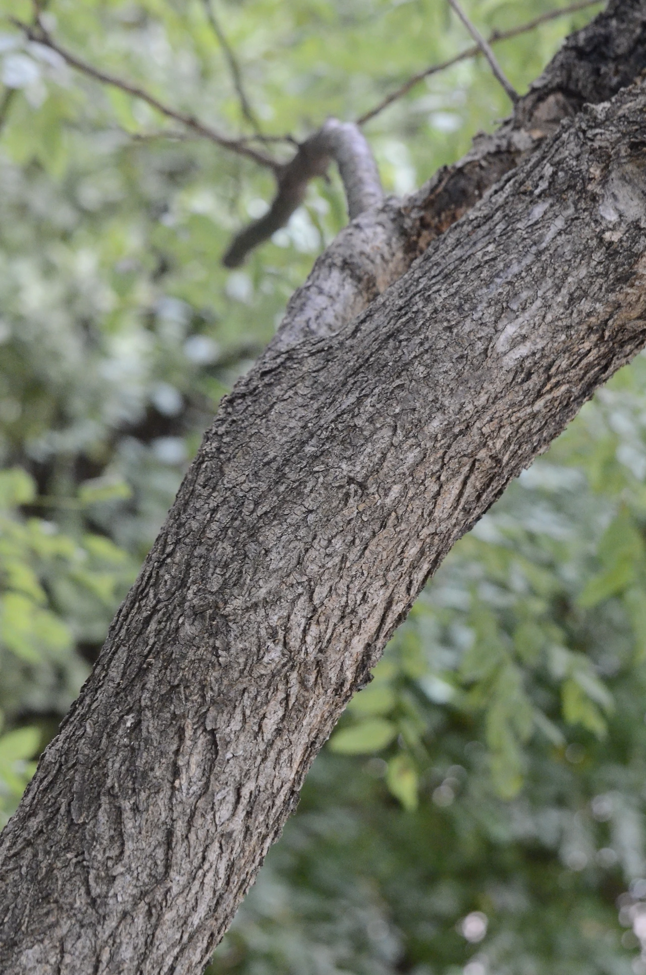 회화나무 (6).JPG