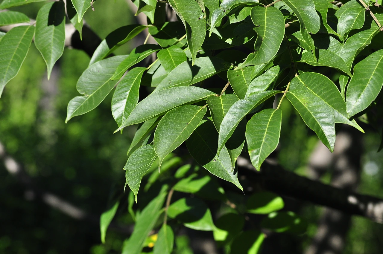 산검양옺나무 (5).JPG