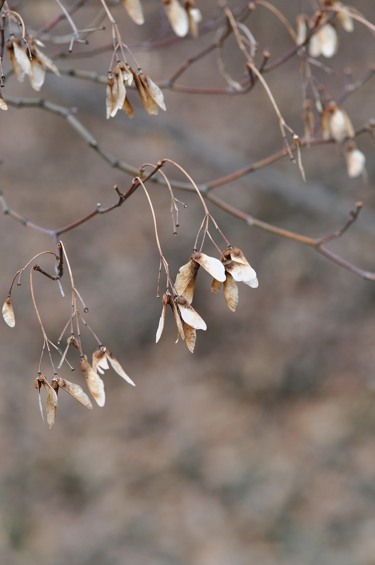 단풍나무 (3).JPG