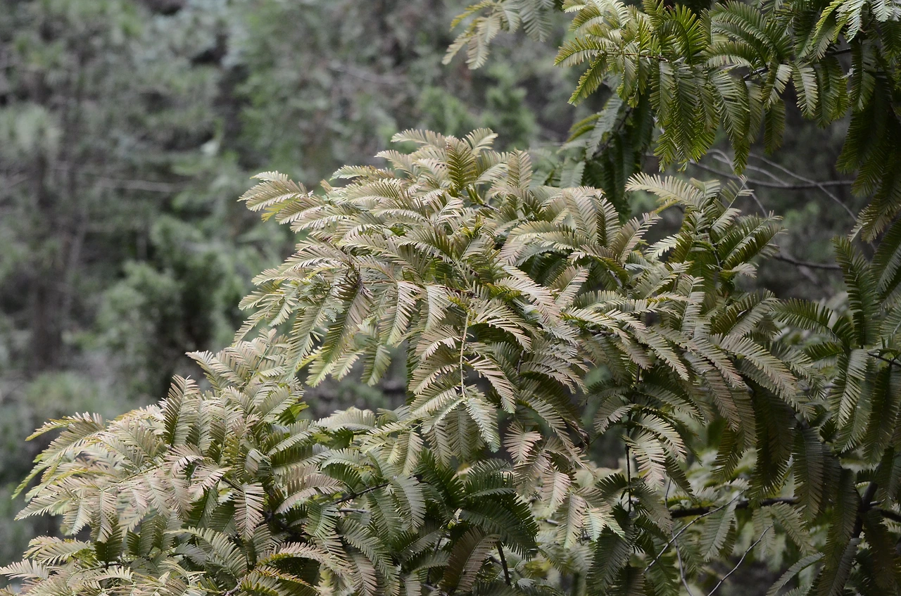 메타세쿼이아 (12).JPG