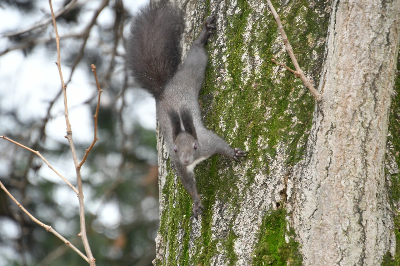청솔모 (6).JPG