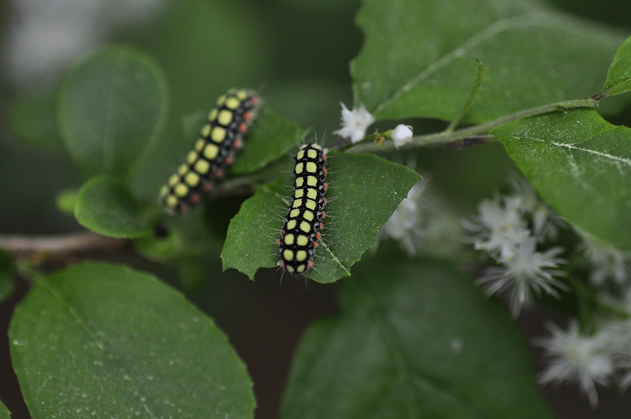 노린재나무(곤충) (2).JPG