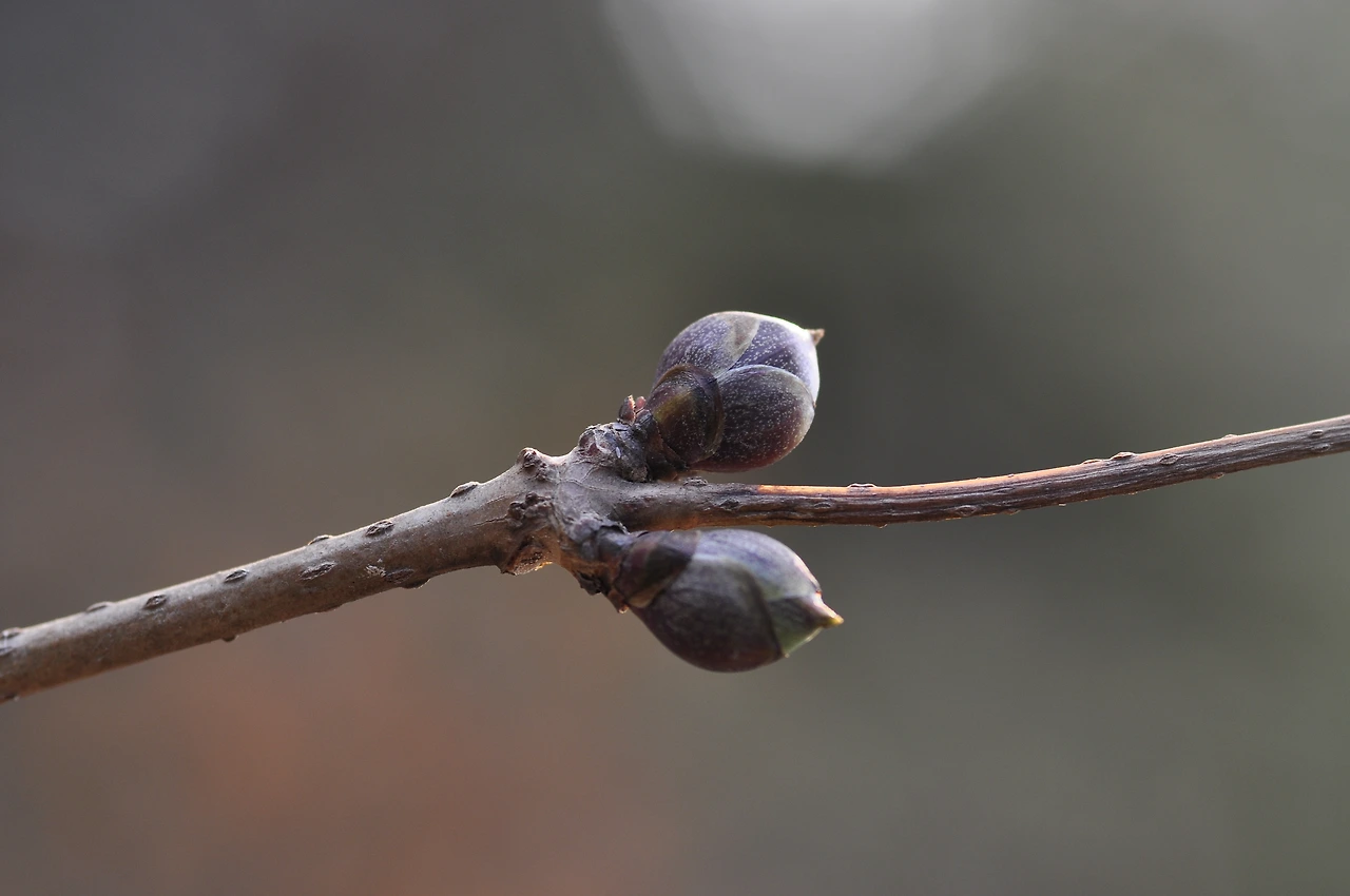 딱총나무 (2).JPG