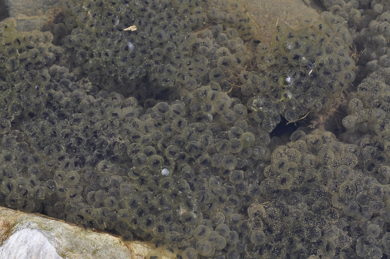 개구리알 (3).JPG