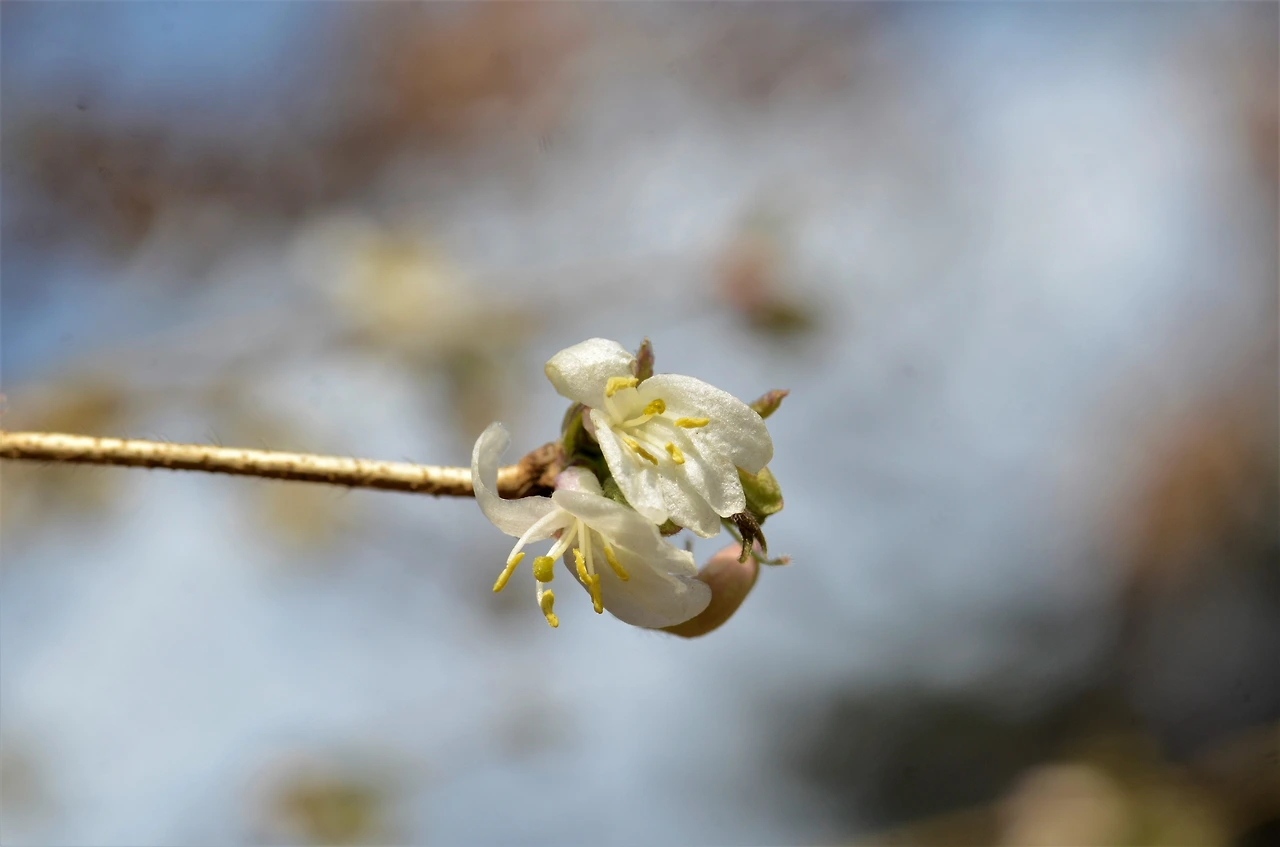 산괴불나무 (7).JPG