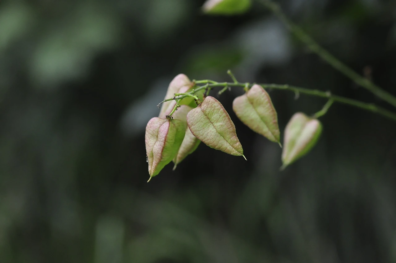 모감주나무 (3).JPG