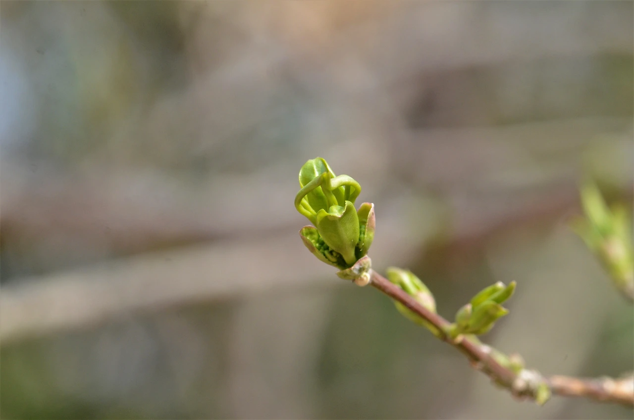 참빗살나무 (3).JPG