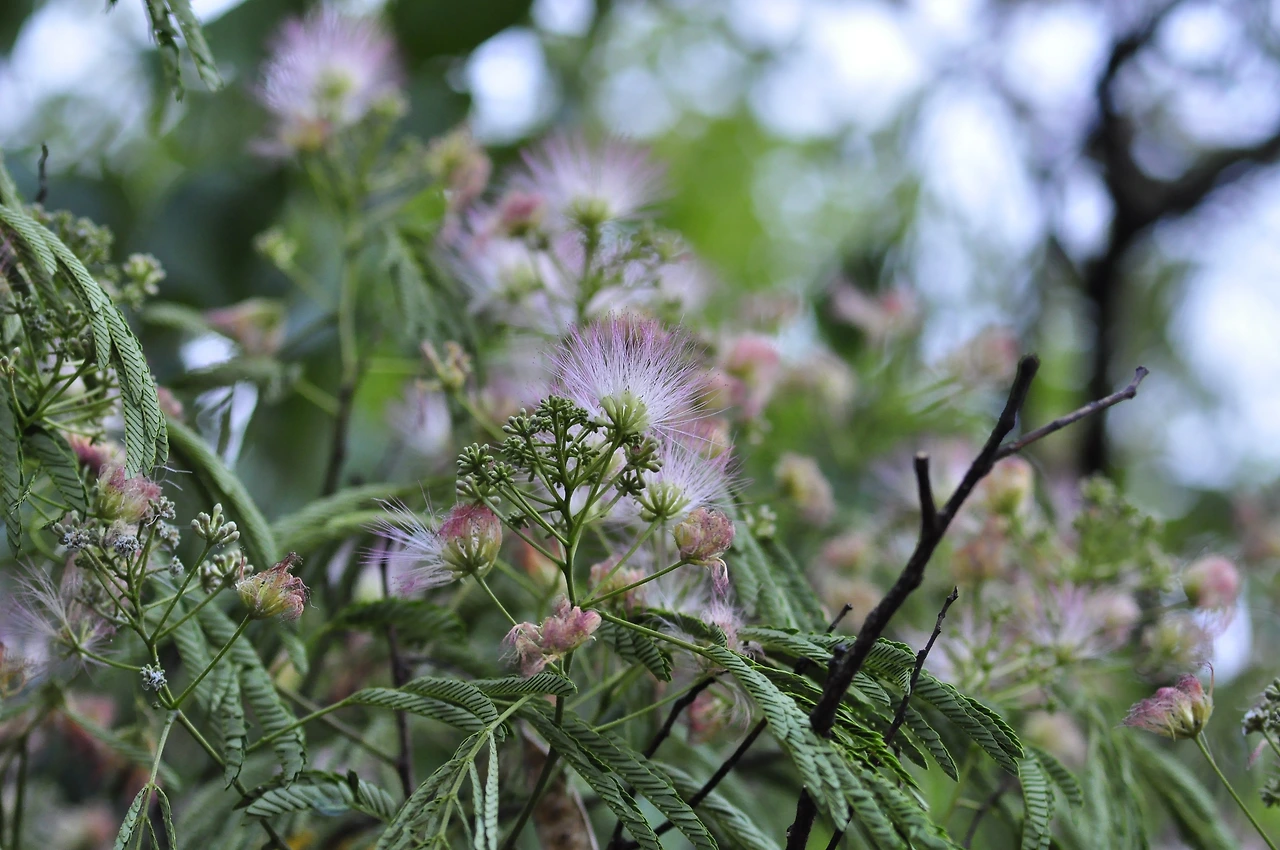 자귀나무 (4).JPG