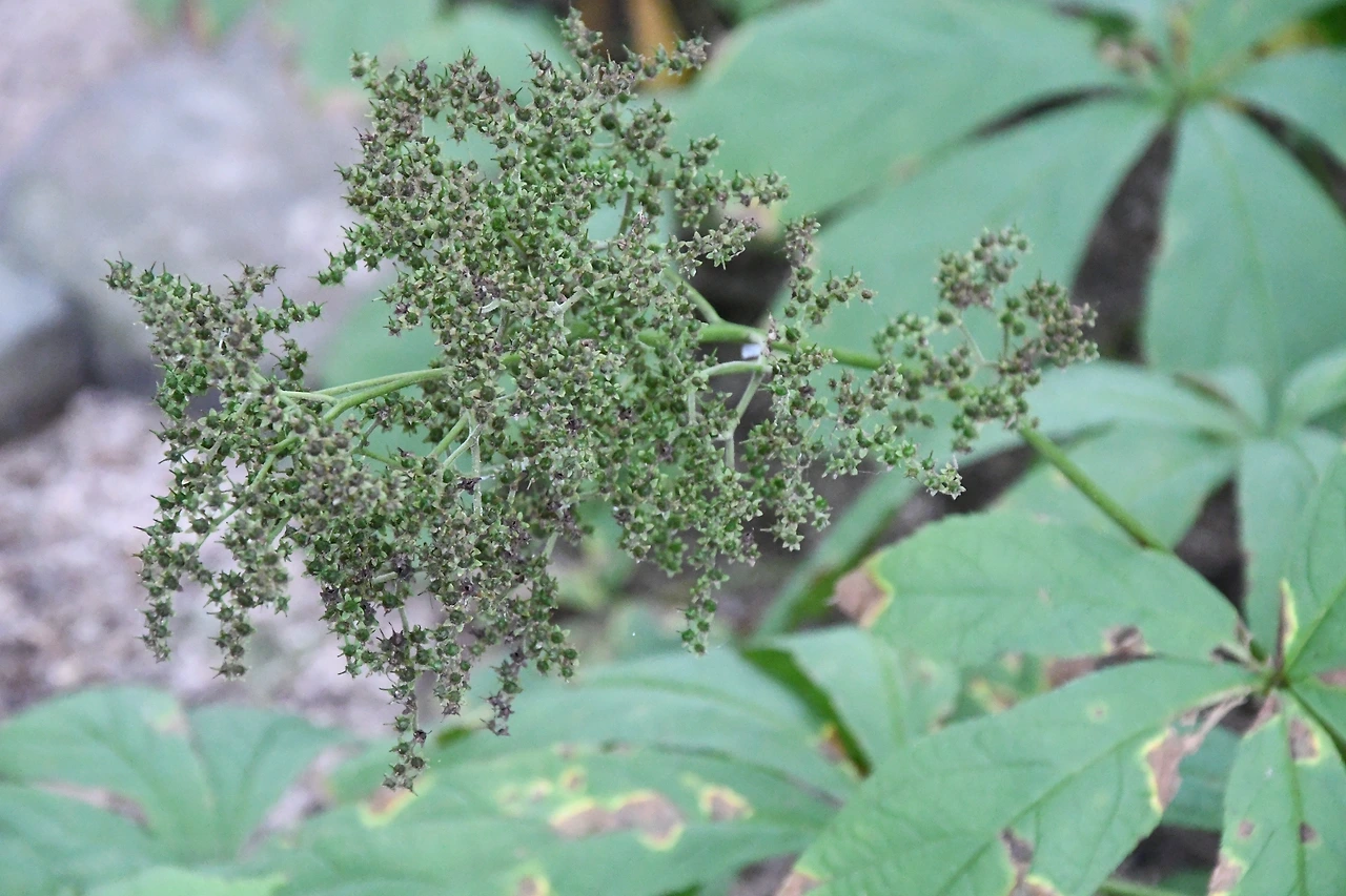 도깨비부채 (2).JPG