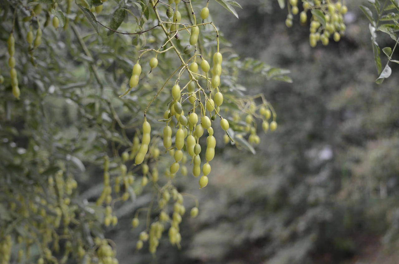 회화나무 (7).JPG