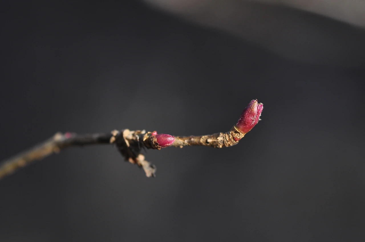 쉬땅나무 (2).JPG