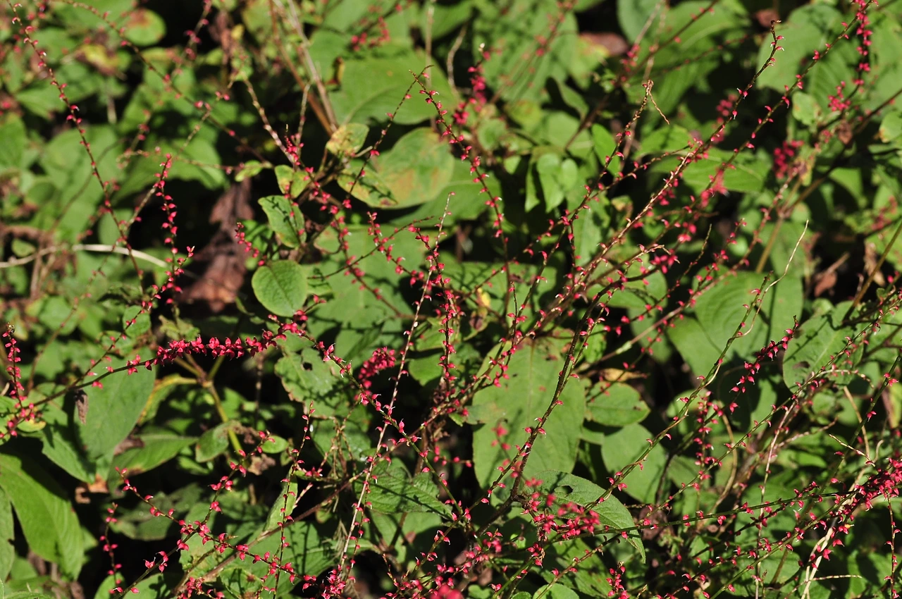 이삭여뀌 (2).JPG