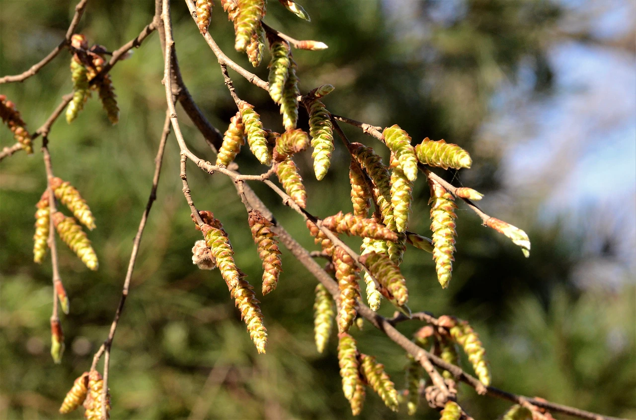 개서어나무 (8).JPG