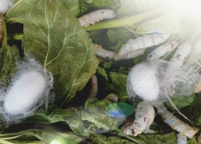 20170808_170749.png?type=w800