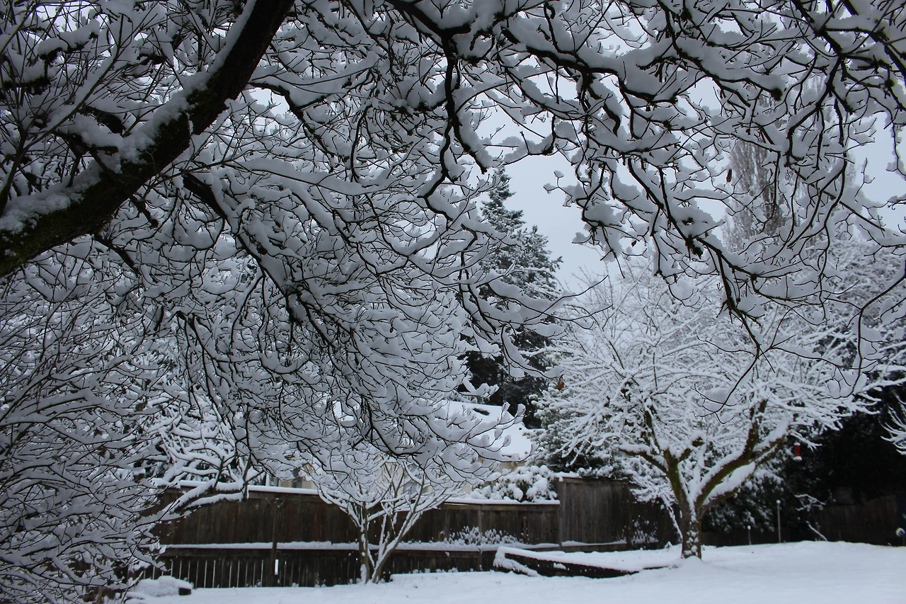 12-26-17 white christmas 012.JPG