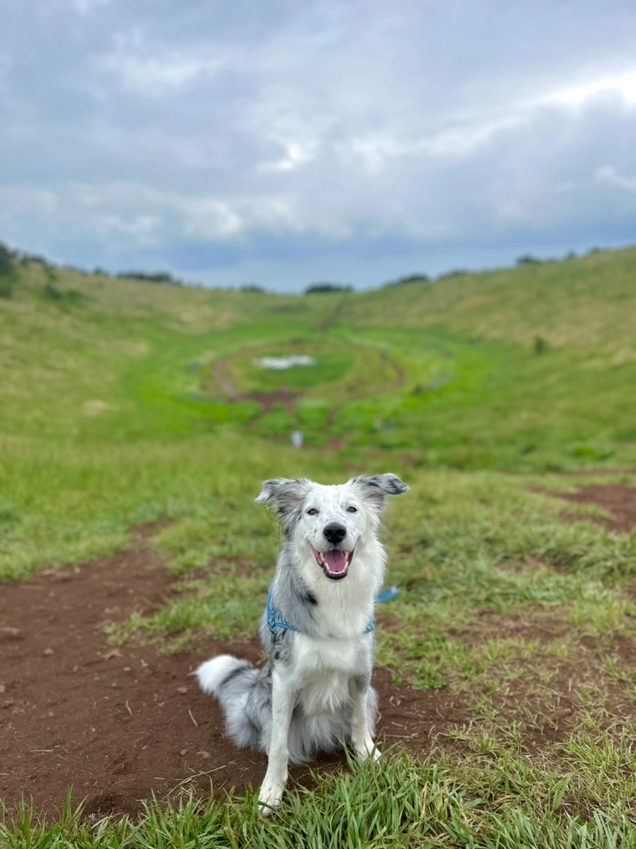 IMG_4249.jpg?type=w966