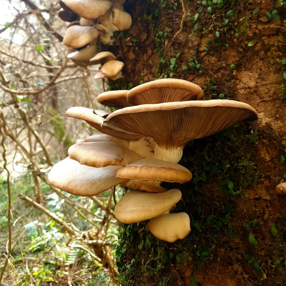 %EB%B2%84%EC%84%AF1.jpg?type=w1