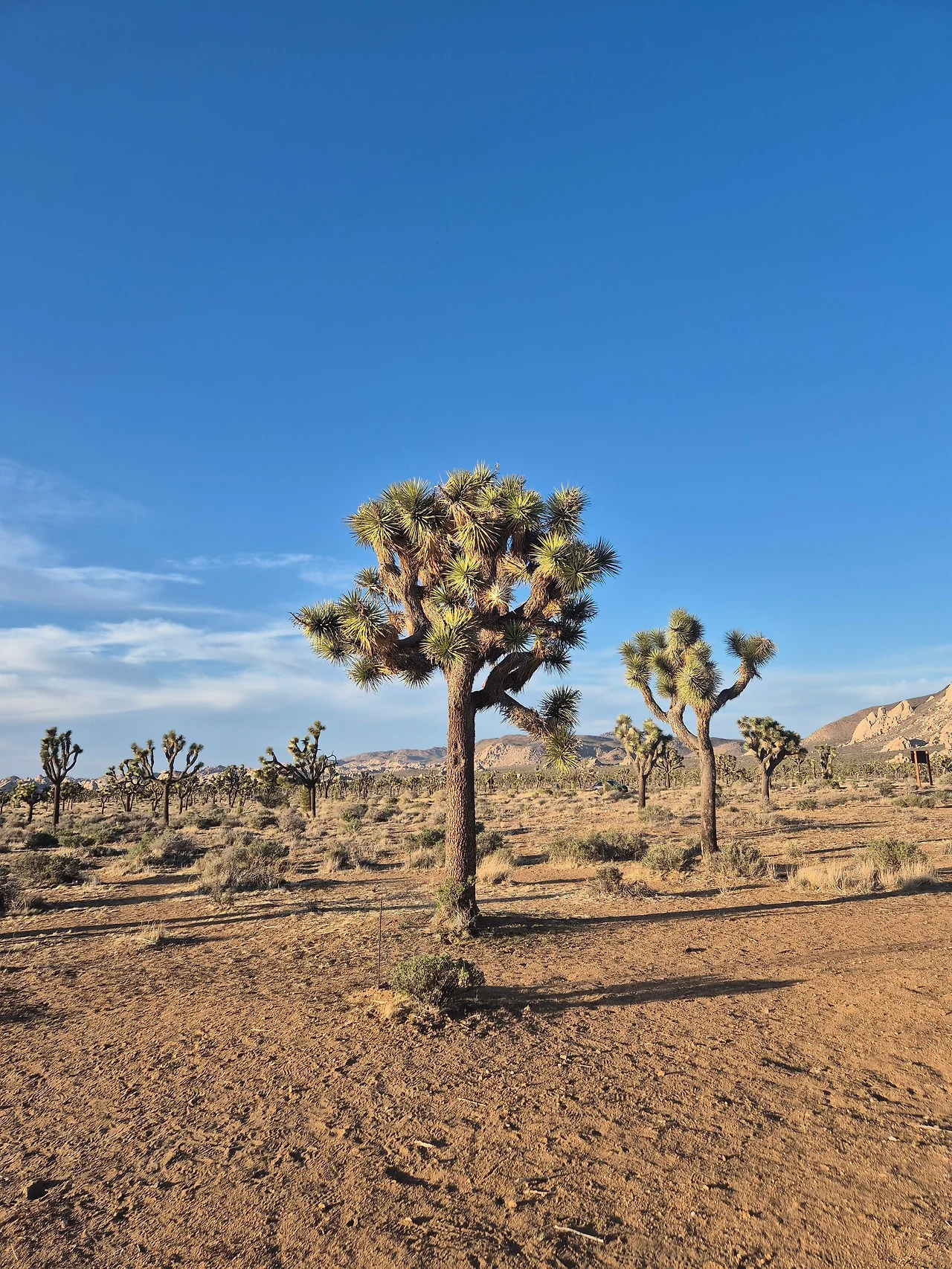 GoOx0HvaMAEg6fD.jfif