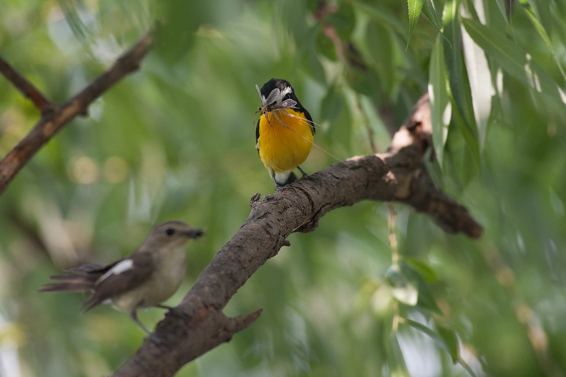 AD_4nXeX39gM7h39Qvus98B9aqmPDRiPc__SSb5phyQmxh2qpslYFzNA7yriuk63q-fOQTonrfwD4E7Pb9OcgSwsICmpDUp9Er-yqH-IYQWoSQHSZegoDY4HopyNBjBDf4LdmeIYXiJNHg?key=c4eRYjbsFi_5hVHYYypwjA