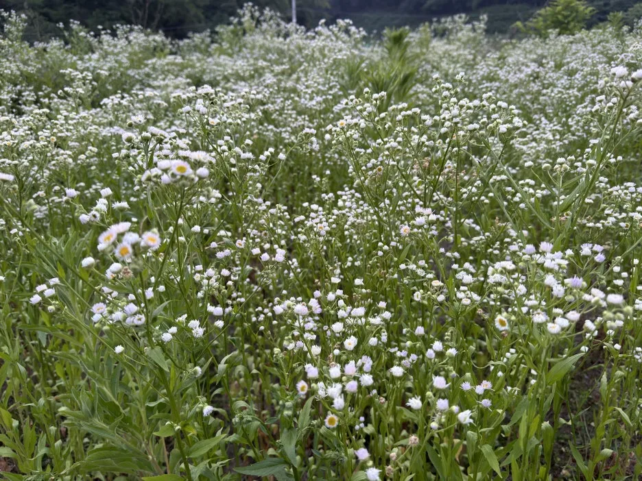 IMG_4620.jpeg?type=w1