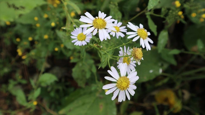 bd8dee0789245e08daa1f0f10481f7bbf406a653