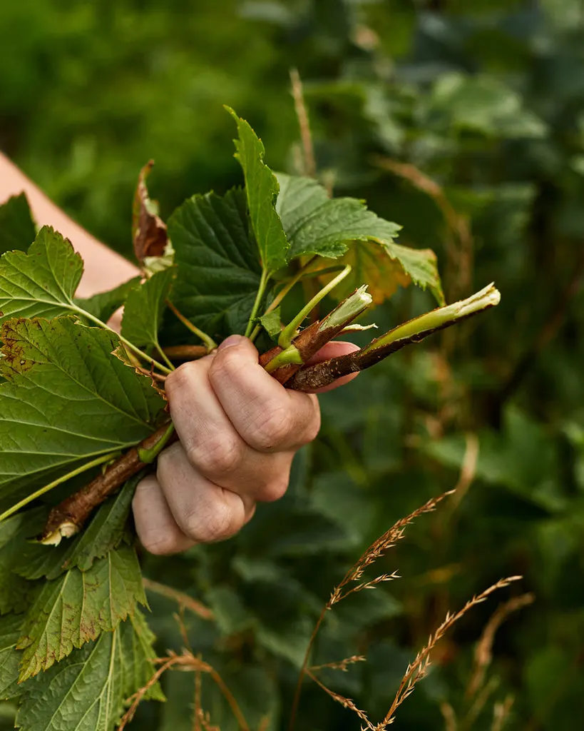 5DM37405_1024x1024.jpg?v=1692110167