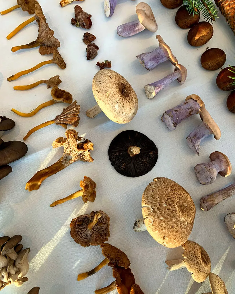 Mushrooms_1024x1024.jpg?v=1695120503