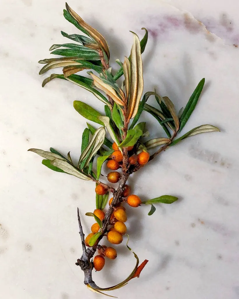 Sea_Buckthorn_1024x1024.jpg?v=1695120421