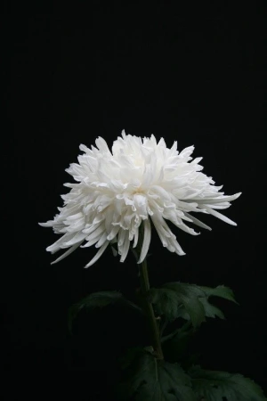 ?src=http%3A%2F%2Fblogfiles.naver.net%2FMjAyMjEwMzFfMTA1%2FMDAxNjY3MjIwMDM1MjA4.aUgrneRzXEJKNQI8OPUQwdG4KCccJzQqPrpwnngvQmcg.kiJjRUj4xGfCee0yJ742Gs0SrQhc9pDcY01FCKnxfn4g.JPEG.windysky70%2FIMG_5055.JPG&type=sc960_832