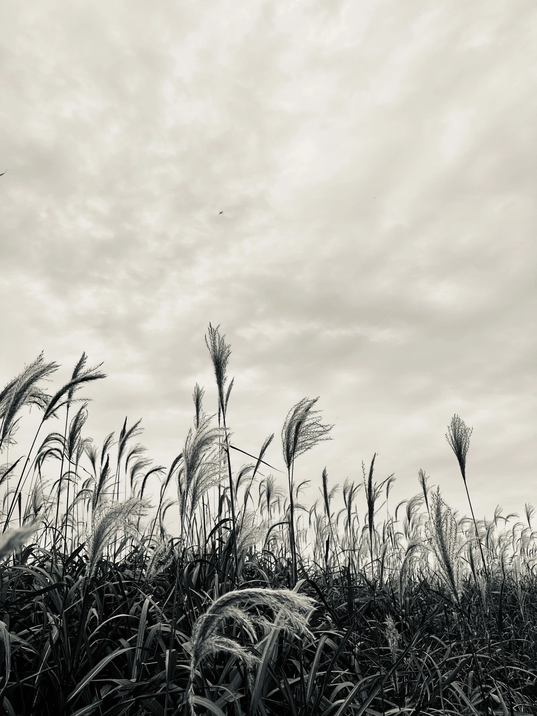 갈대와 하늘 2.jpeg