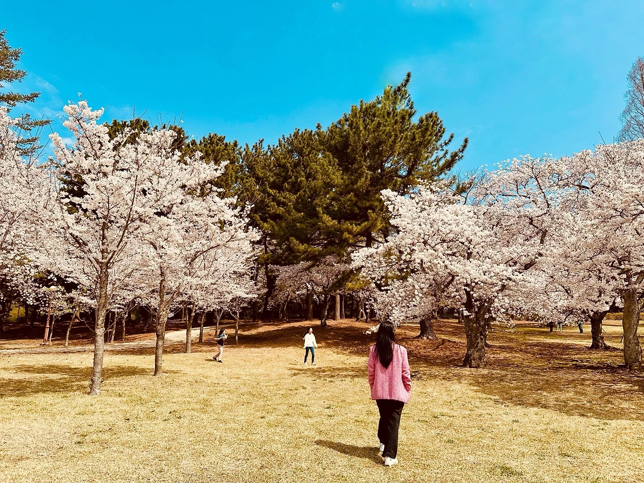 벚꽃과 아내.jpeg