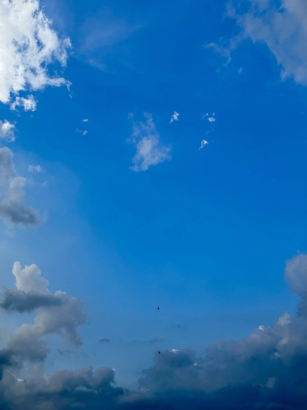 하늘과 새.jpeg