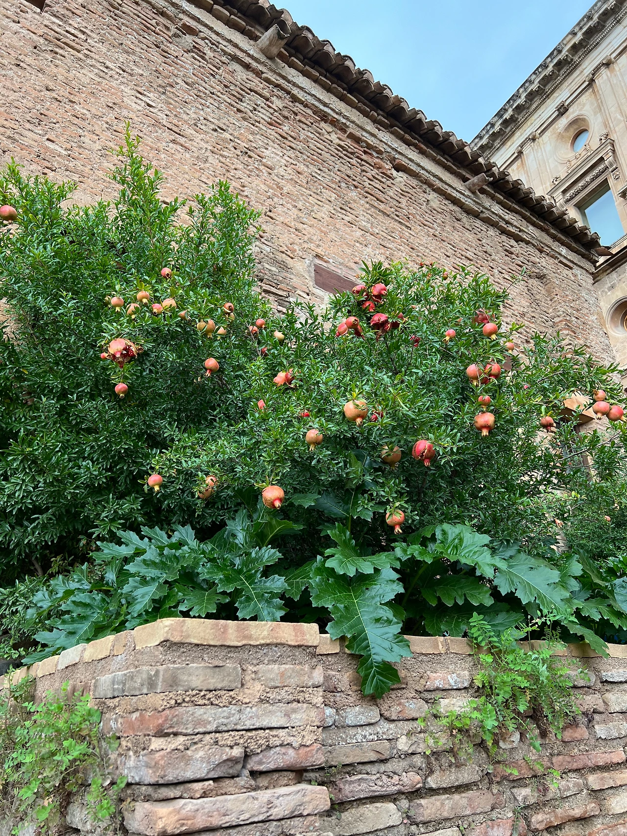 알람브라궁 석류나무.jpeg